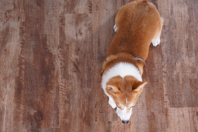 If you’re worried about pet accidents and child’s messes, your best choice would be SPC flooring.